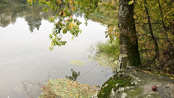 Syyskuun lehtiä vedessä vedenkorkeusasteikolla. Kuva Jari Hakala.